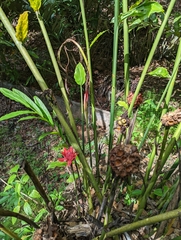 Etlingera elatior