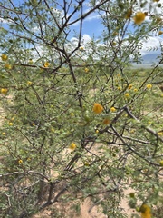 Vachellia constricta