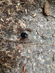 Anoplotrupes stercorosus