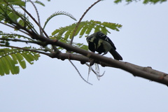 Machlolophus aplonotus