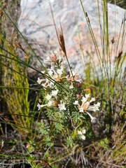 Gnidia pinifolia