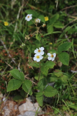Fragaria vesca