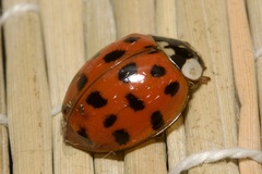 Hesperomyces harmoniae