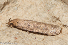 Platyedra subcinerea