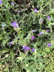Echium