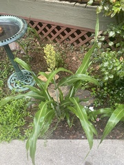 Sorghum