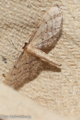Idaea infirmaria