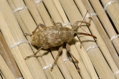 Curculio elephas