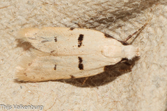 Stibaromacha ratella