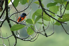 Pericrocotus flammeus