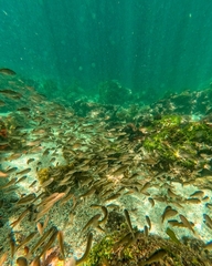 Actinopterygii