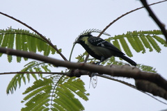 Machlolophus aplonotus