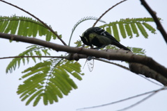 Machlolophus aplonotus