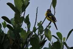 Pericrocotus flammeus