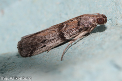 Phycitini