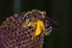 Melissodes trinodis