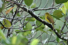 Iole indica