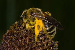 Melissodes trinodis