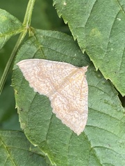 Camptogramma bilineata