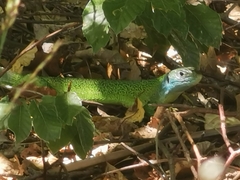 Lacerta bilineata