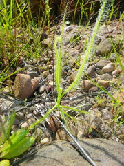 Drosera serpens