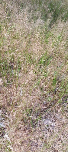 Agrostis capillaris iNat (2)