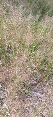 Agrostis capillaris