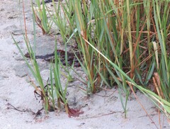 Sporobolus alterniflorus