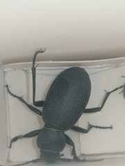 Carabus brandti