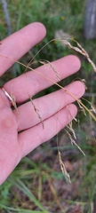 Agrostis capillaris