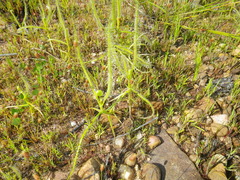 Drosera serpens