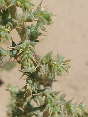 Salsola squarrosa