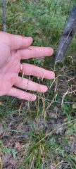 Agrostis capillaris