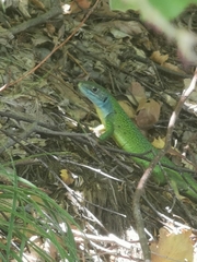 Lacerta bilineata