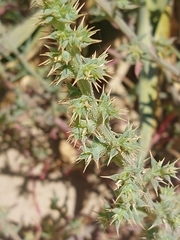 Salsola squarrosa