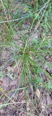 Agrostis capillaris