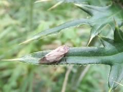 Aphrophora intermedia