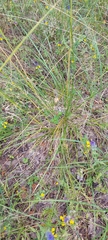 Agrostis capillaris