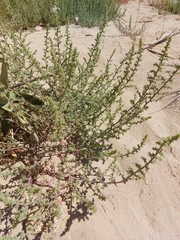 Salsola squarrosa