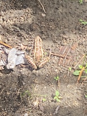 Lithobates palustris