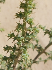 Salsola squarrosa