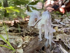 Monotropa uniflora