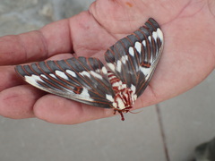 Citheronia splendens sinaloensis