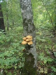 Pholiota squarrosa
