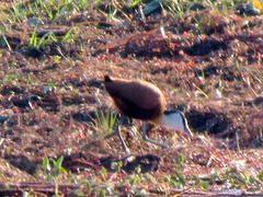 Actophilornis africanus