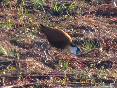 Actophilornis africanus