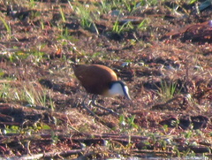 Actophilornis africanus