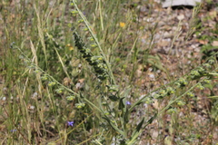 Cynoglossum creticum