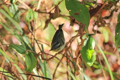 Phylloscopus intensior muleyitensis