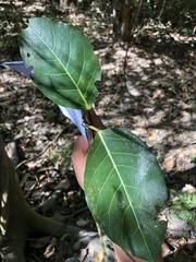 Ficus septica